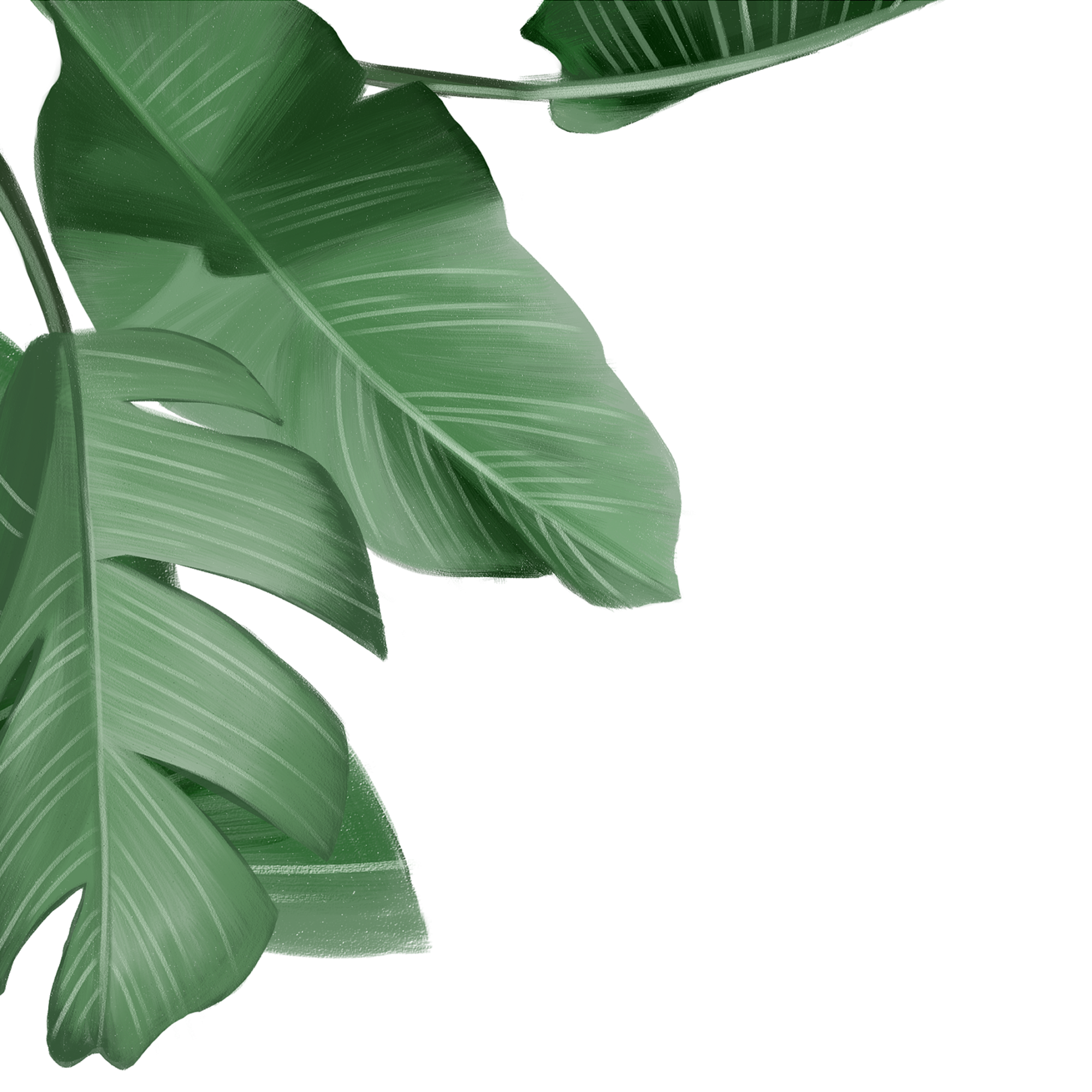 Left tropical leaves